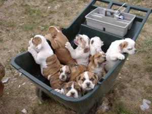 EnglishBulldogPuppiesForSaleToGoodHomesOn